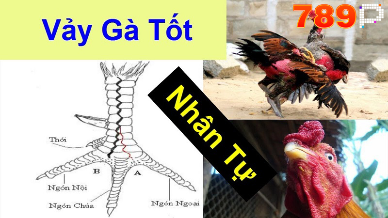 Vảy Gà Vấn Cán