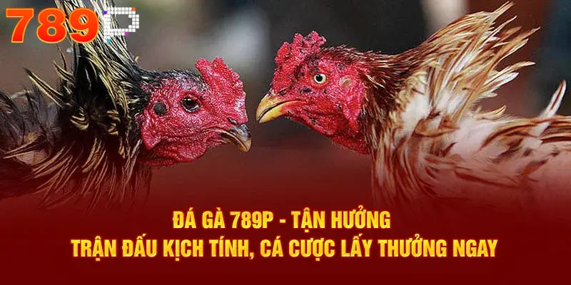 Đá gà 789p - tận hưởng trận đấu, cơ hội kiếm tiền