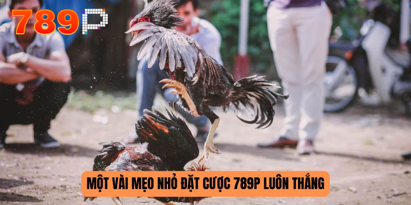 Các mẹo nhỏ chọn giống gà đặc trưng để chiến thắng