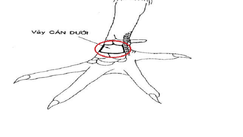 Cách chọn giống gà vảy gà vấn cán và phương pháp chọn lọc hiểu quả